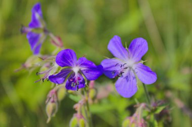 Bir yaz çayırında yetişen bir sardunya çiçeği.