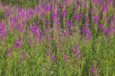 Söğüt ot pembe Epilobium çiçek fireweed çiçekleri. Çiçekli söğüt ot veya çiçekli sally.
