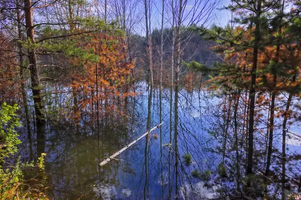 Paisagem de verão na margem de um lago florestal com água azul transparente clara . — Fotografia de Stock