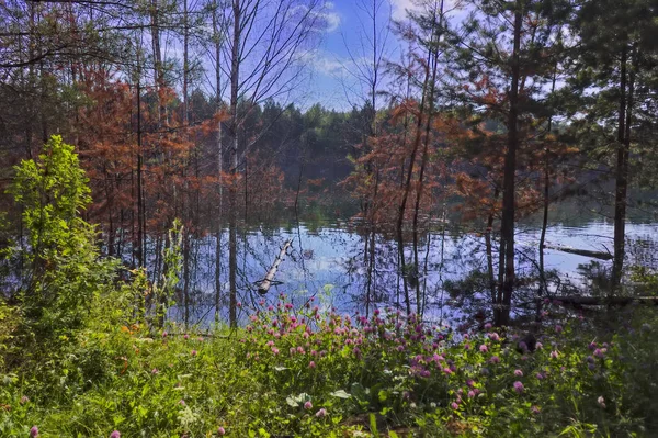 맑고 투명한 푸른 물과 숲 호수의 해안에 여름 풍경. — 스톡 사진