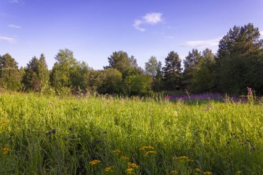 Bir ormanın arka planda yeşil çim ve vahşi çiçekler ile yaz çayır manzara.