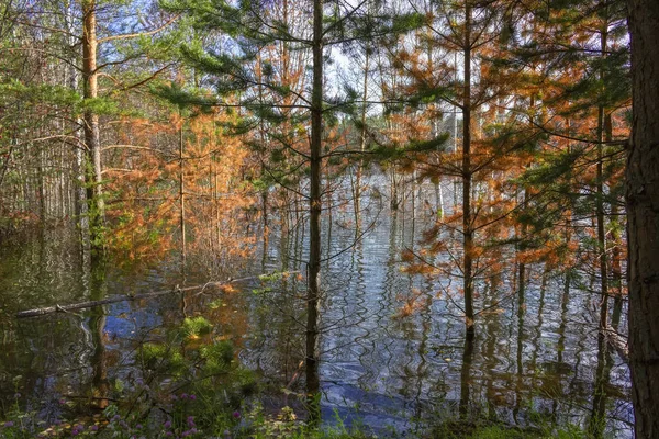 Paisagem de verão na margem de um lago florestal com água azul transparente clara . — Fotografia de Stock