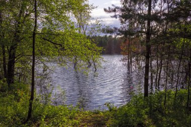 Açık şeffaf mavi su ile orman gölün kıyısında yaz manzara.