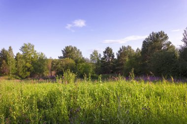 Bir ormanın arka planda yeşil çim ve vahşi çiçekler ile yaz çayır manzara.
