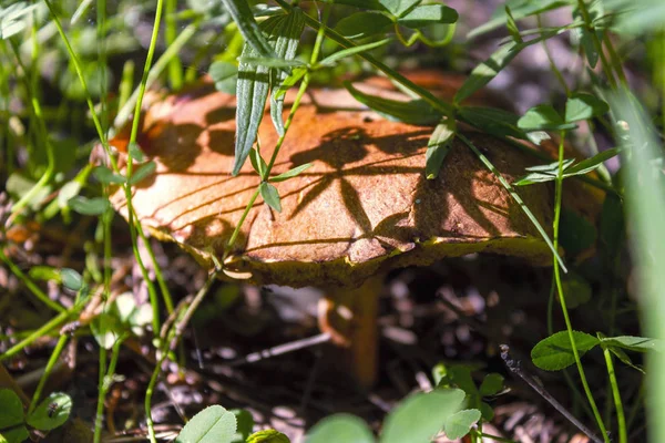 Suillus är ett släkte av ätliga svampar i familjen Boletov.. — Stockfoto