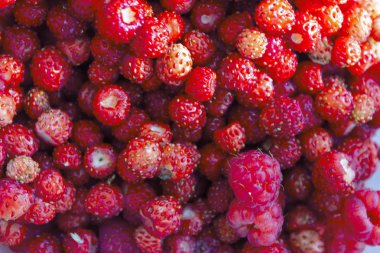 Yabani çilek ve ahududu yakın çekim olgun kırmızı meyveleri. Yabani çilek yakın çekim.