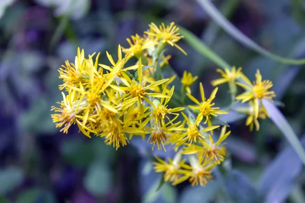 Fiori selvatici in primo piano. Fiori selvatici in una natura prato. Sfondo estivo naturale con fiori selvatici nel prato al mattino raggi di sole . — Foto Stock