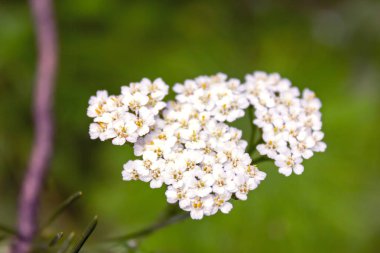 Vahşi yaban çiçekleri yakın çekim. Bir çayır doğada vahşi çiçekler. Sabah güneş ışınları çayır yaban çiçekleri ile doğal yaz arka plan.