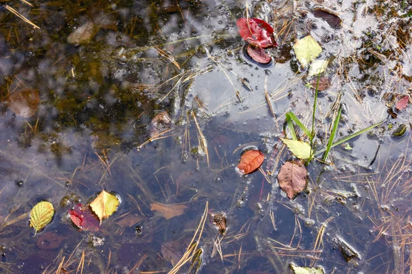 Χρωματιστά πεσμένα φύλλα στην επιφάνεια μιας λίμνης από το δάσος. — Φωτογραφία Αρχείου