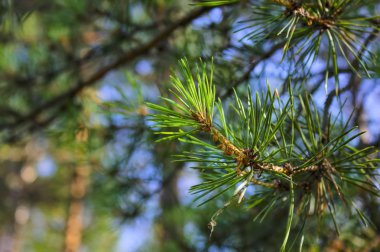 Yumuşak güneş ışığı ile aydınlatılmış yeşil iğneler ile çam dalı. Doğal ortamında bir çam canlı şube.