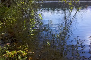 Açık şeffaf mavi su ile orman gölün kıyısında yaz manzara.