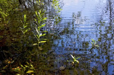 Açık şeffaf mavi su ile orman gölün kıyısında yaz manzara.