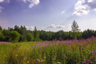 Bir ormanın arka planda yeşil çim ve vahşi çiçekler ile yaz çayır manzara.