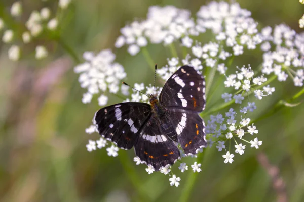 Красивая бабочка на цветке, освещенном солнцем крупным планом. Красивая бабочка отдыхает на белом цветке. — стоковое фото