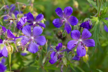 Ahşap cranesbill, ormanlık Sardunya, Sardunya sylvaticum. Orman Sardunya yakın çekim.