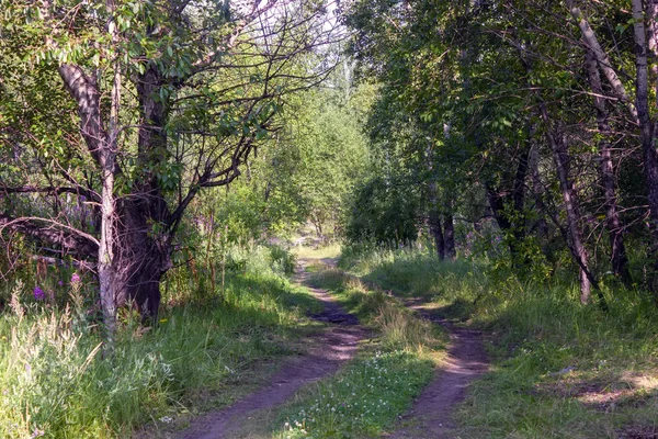 Polna droga w lesie letnim krajobrazie. — Zdjęcie stockowe