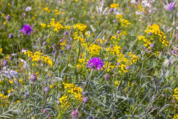 Vilda vildblommor närbild. Vilda blommor i en äng natur. Naturlig sommar bakgrund med vilda blommor på ängen i morgonsolens strålar. — Stockfoto