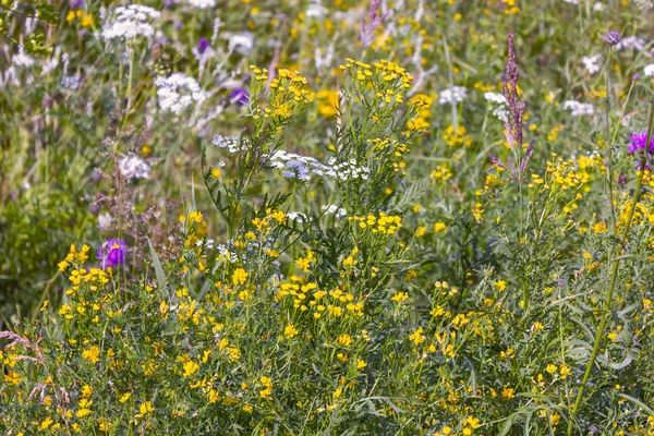 Wildblumen aus nächster Nähe. Wildblumen in einer Wiesenlandschaft. natürliche Sommer Hintergrund mit Wildblumen auf der Wiese in der Morgensonne Strahlen. — Stockfoto