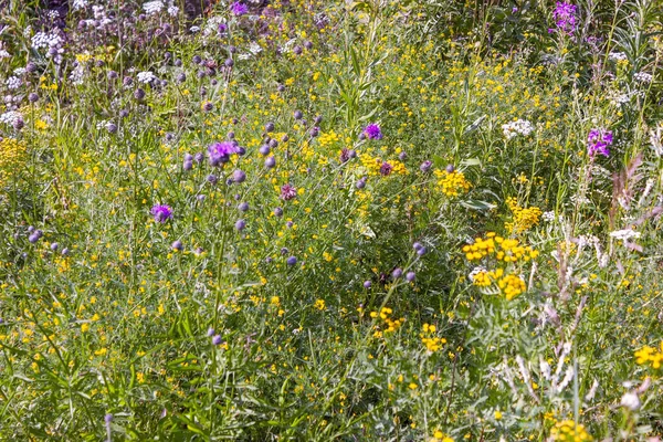 Vilda vildblommor närbild. Vilda blommor i en äng natur. Naturlig sommar bakgrund med vilda blommor på ängen i morgonsolens strålar. — Stockfoto