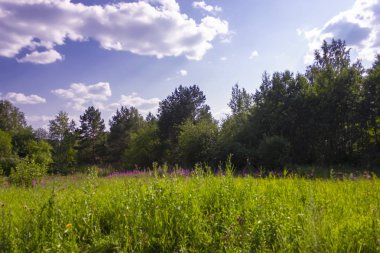 Bir ormanın arka planda yeşil çim ve vahşi çiçekler ile yaz çayır manzara.