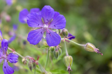 Ahşap cranesbill, ormanlık Sardunya, Sardunya sylvaticum. Orman Sardunya yakın çekim.