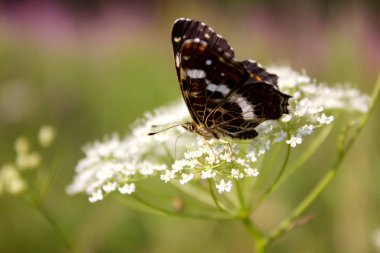 Güneşin yaktığı bir çiçeğin üzerindeki güzel kelebek. Beyaz bir çiçeğin üzerinde dinlenen güzel bir kelebek.