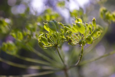 Vahşi yaban çiçekleri yakın çekim. Bir çayır doğada vahşi çiçekler. Sabah güneş ışınları çayır yaban çiçekleri ile doğal yaz arka plan.