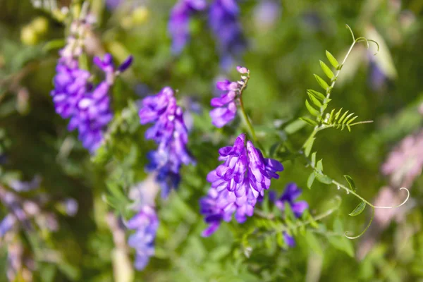 野生の野生の花がクローズアップ。草原の自然の中で野生の花。朝の太陽の光の草原に野生の花と自然の夏の背景. — ストック写真