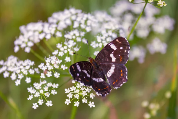 Красивая бабочка на цветке, освещенном солнцем крупным планом. Красивая бабочка отдыхает на белом цветке. — стоковое фото