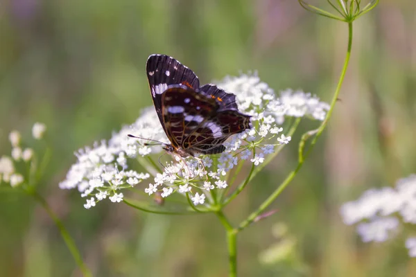 Beau papillon sur une fleur éclairée par le soleil en gros plan. Un beau papillon reposant sur une fleur blanche. — Photo