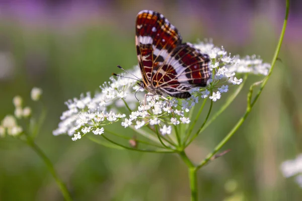 Hermosa mariposa en una flor iluminada por el primer plano del sol. Una hermosa mariposa descansando sobre una flor blanca. — Foto de Stock