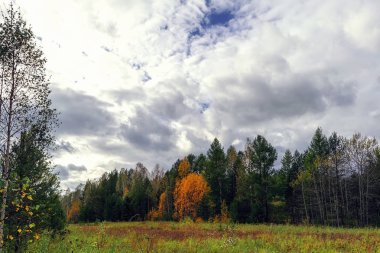 Orman kenarında gün batımı. Sonbahar manzarası.