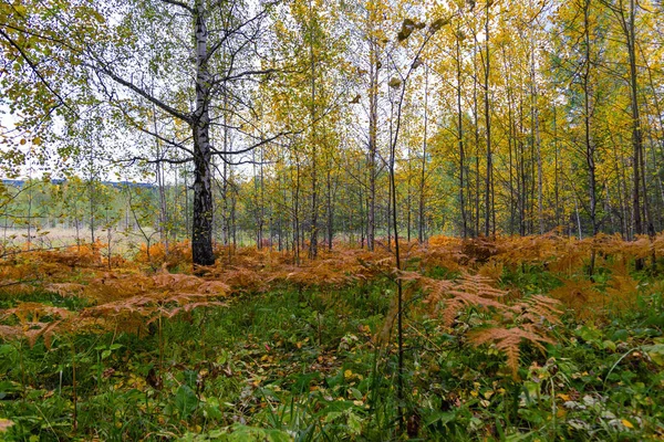 Sunset at the forest edge. Autumn landscape. — Stock Photo, Image