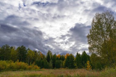 Orman kenarında gün batımı. Sonbahar manzarası.