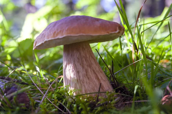 Ätlig svamp boletus edulis i skogen med suddig bakgrund. — Stockfoto