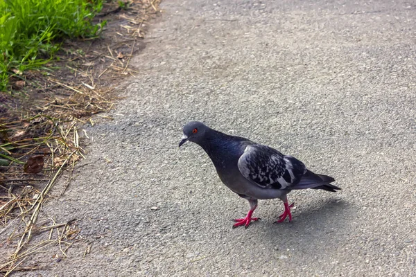 Piccione che cammina su un sentiero lastricato nel parco. Città piccione uccello passeggiando lungo la lastra pavimentazione grigia a soleggiata giornata estiva . — Foto Stock