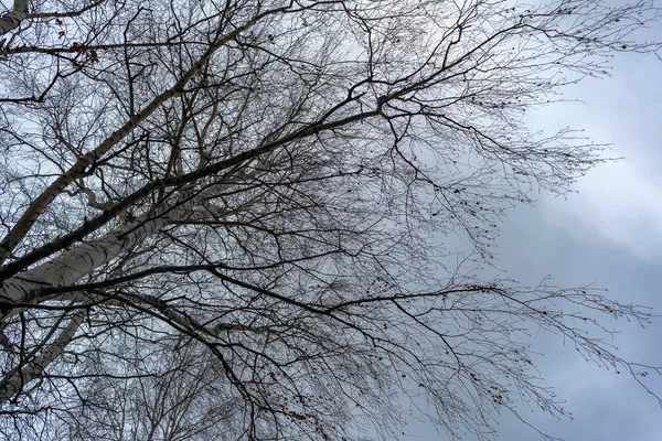 Holé větve stromu se zbytky listí na oblačné podzimní obloze. — Stock fotografie