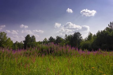 Bir ormanın arka planda yeşil çim ve vahşi çiçekler ile yaz çayır manzara.