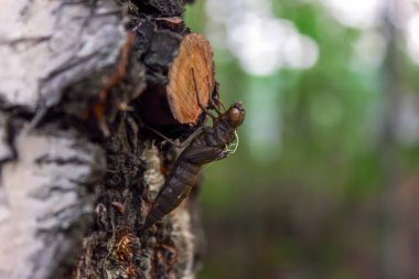 Bir ağaç gövdesi yakın çekim üzerinde Yusufçuk perisi. Makro yusufçuk larvaları.