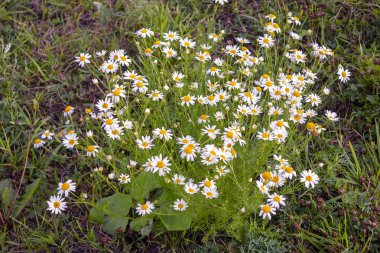 Yakın matricaria papatya çiçekler, genellikle papatya, yabani papatya veya kokulu mayweed Asteraceae bir aile olarak bilinir. Yabani çiçek çayır üzerinde Matricaria papatya.