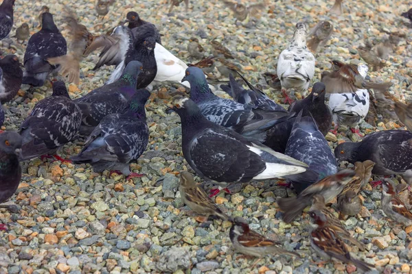 Stads duiven en mussen op een kiezelstrand in een park. — Stockfoto