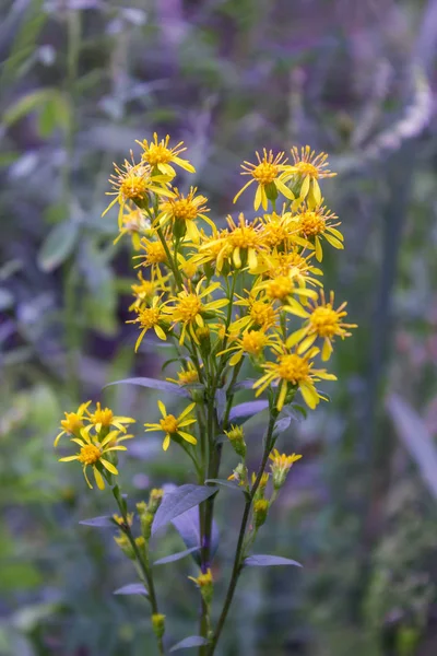 Un primo piano della fioritura iperico erba medicinale. Ipericum perforatum . — Foto Stock