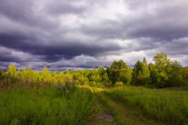 Bir ormanın arka planda yeşil çim ve vahşi çiçekler ile yaz çayır manzara.