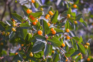 Kırmızı çilek ile Frangula alnus Dalları. Frangula alnus meyveleri.