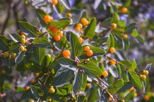 Kırmızı çilek ile Frangula alnus Dalları. Frangula alnus meyveleri.