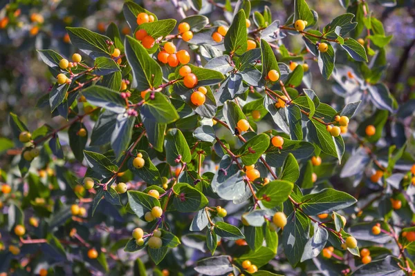 Grenar av Frangula Alnus med röda bär. Frukter av Frangula Alnus. — Stockfoto