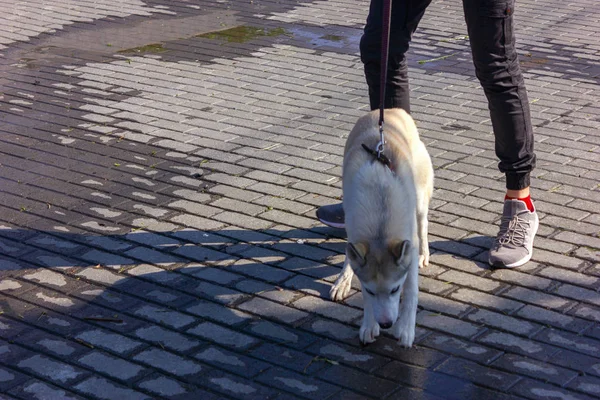 Husky cachorro en un paseo es en una correa al lado de la amante . —  Fotos de Stock