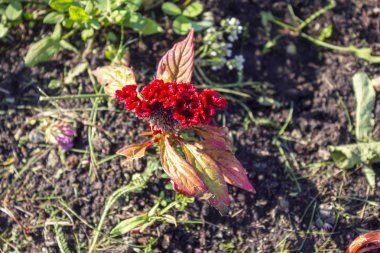 Parktaki bir çiçek tarhında kırmızı çiçek. Parlak kırmızı çiçek makro çekim.