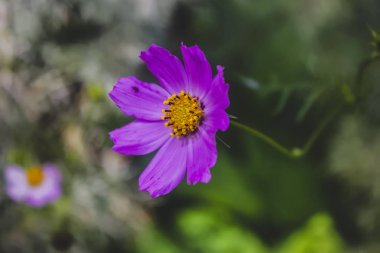 Bulanık arka plan ile pembe kozmos çiçek yakın çekim. Canlı kozmos çiçekleryumuşak soyut görüntü.