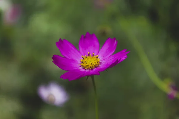 Κοντινό-up του ροζ κόσμου λουλούδι με θόλωμα φόντο. Απαλή αφηρημένη εικόνα από ζωηρά λουλούδια σύμπαντος. — Φωτογραφία Αρχείου